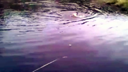 Cão nota que gato está se afogando na água. O que ele faz a seguir é incrível...Assista, UAU.