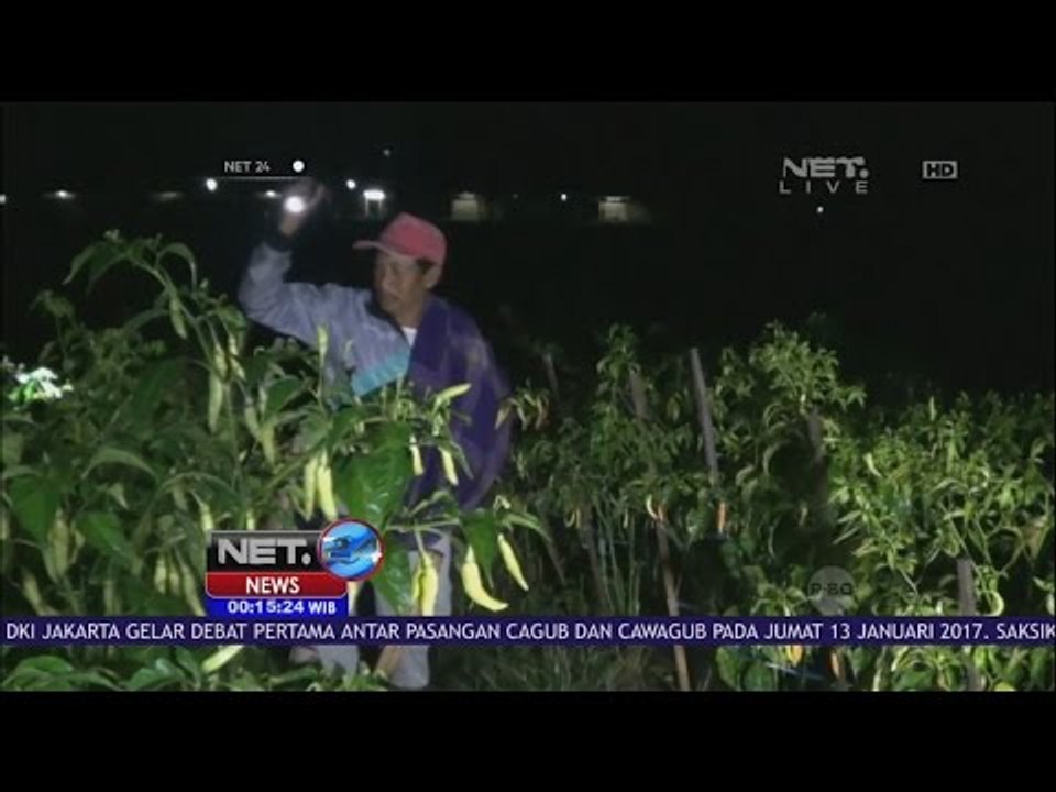 Antisipasi Pencurian Cabai, Petani dan Polisi Jaga Kebun Cabai Siap Panen - NET 24