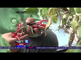 Tumpang Sari Untuk Hasil Panen Cabai Bagus - NET 5