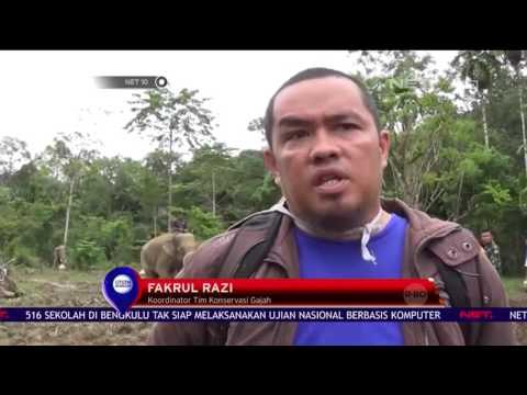 Konflik Gajah dengan Manusia - NET 10