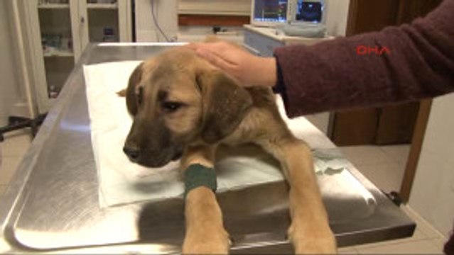 Kuyu'nun Beden ve Ruh Sağlığı Iyi Çıktı