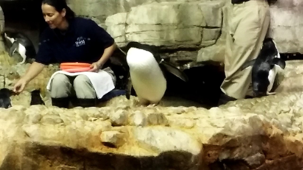 Cute Penguin