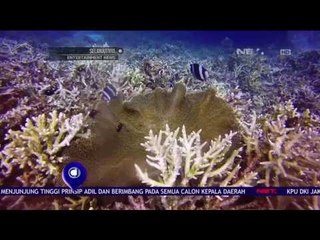 Pesona Perairan Pulau Maratua - NET 10
