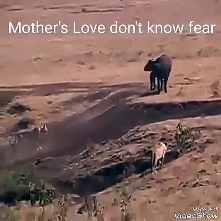 Mother Love Don't Know Fear