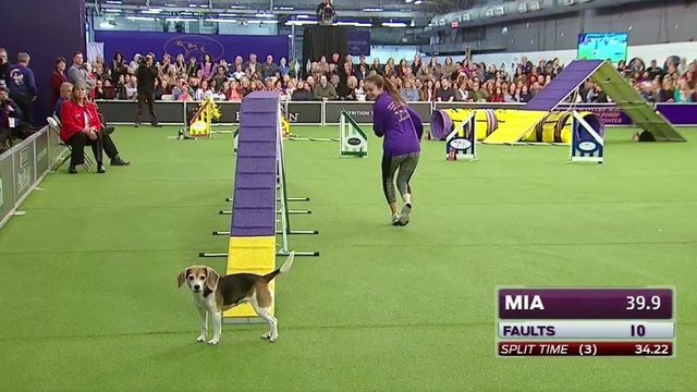 Chien facilement distrait pendant un concours d'agility