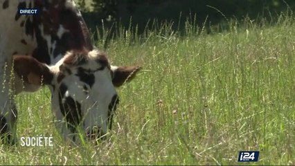 Grand Angle : des vaches au préface à la prise du lit