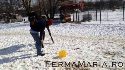 Bjorn plastic bag desensitization