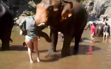 Öfkelenen Fil Kadını Havaya Fırlattı