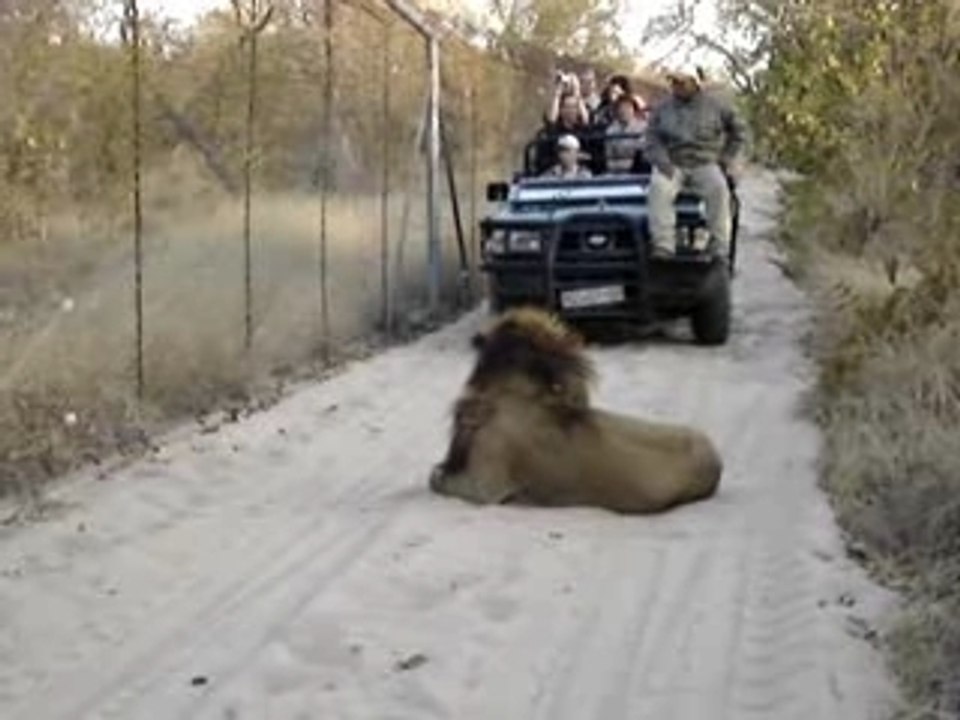 Le lion de Kapama