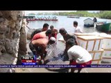 Bangkai Hiu Paus Tutul di Pantai Buleleng Dikubur Warga Dengan Upacara - NET 12