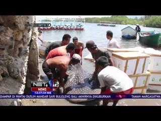 Download Video: Bangkai Hiu Paus Tutul di Pantai Buleleng Dikubur Warga Dengan Upacara - NET 12