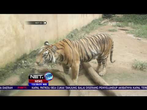 Harimau Benggala Melahirkan 3 Anak di Margasatwa Mangkang Semarang - NET 12