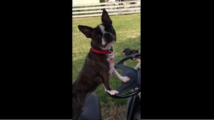 Boston Terrier begs owner to drive golf cart