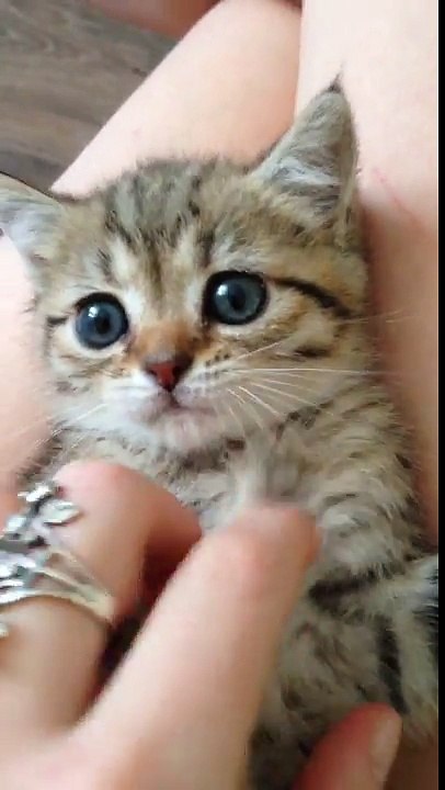 Cuteness overload: Tiny kitten loves to play