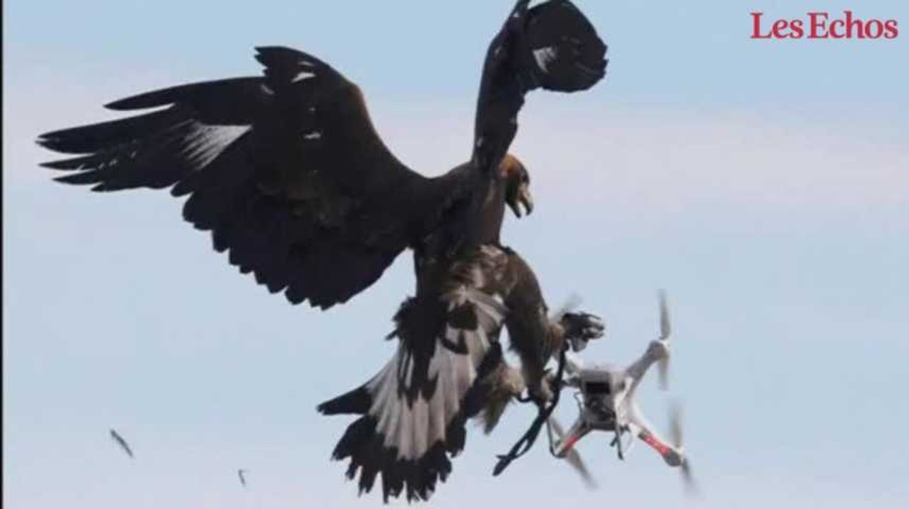 Plus forts que les drones… les aigles !