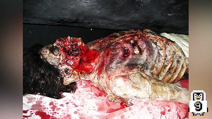 10 Pets That Killed Their Owner