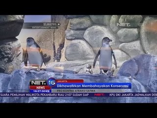 Atraksi Penguin di Mal Neo Soho Jakarta Timbulkan Kontroversi - NET 16
