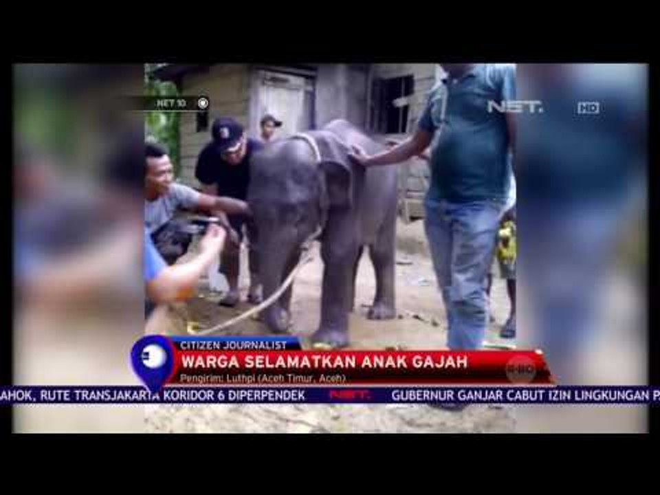 Warga Selamatkan Anak Gajah - NET 10