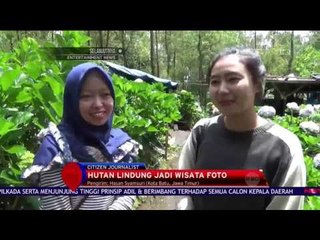 Pesona Bunga Hortensia - NET 10