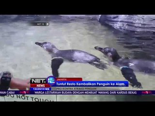 Penguin di Restoran Pingoo Mal Neo Soho Diprotes Komunitas Peduli Satwa - NET 12