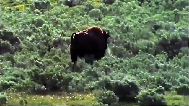 Спецвыпуск Бизоны чудища National Geographic
