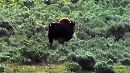 Спецвыпуск Бизоны чудища National Geographic