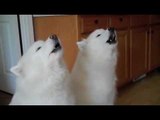 Musical Dogs Howl Along to Happy Birthday