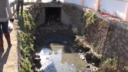 Antalya Ördek ve Kazlara Kurtarma Operasyonu