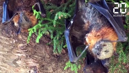 Une forte canicule s’abat sur l’Australie et on découvre une façon originale de cuir un œuf. Impressionnant !
