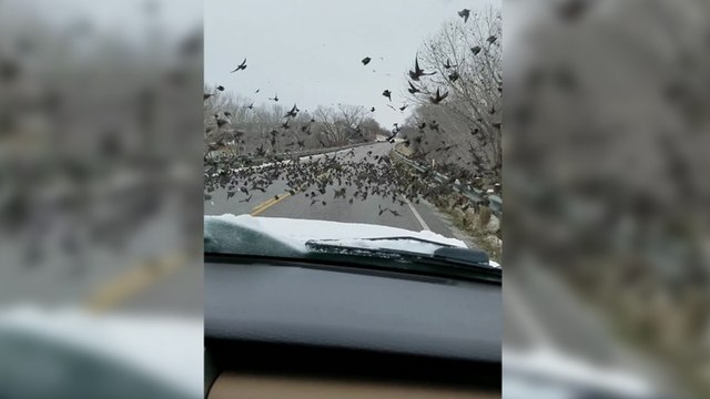 Cette femme fonce en voiture sur des oiseaux en pensant qu'ils allaient s'envoler