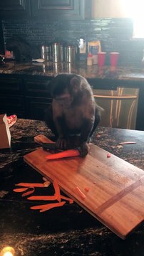 Ce singe se rappe des carottes! Okayyyy