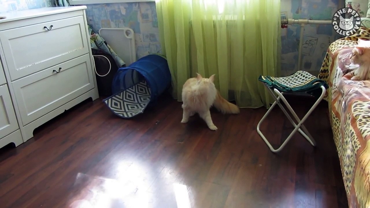 Funny Cat Compilation