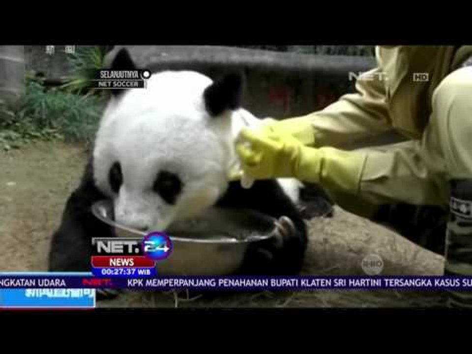 Panda Tertua di Cina Rayakan Ulang Tahun ke-37 - NET24