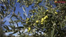 Alerte à la bactérie tueuse d’oliviers en Espagne