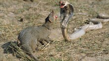 Mongoose vs python