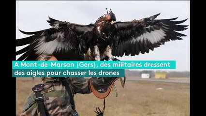 Dans les Landes, les militaires dressent des aigles pour neutraliser les drones
