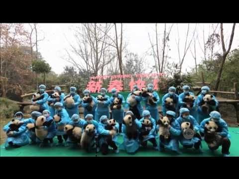 Puluhan Bayi Panda di Cina Sampaikan Salam Jelang Perayaan Imlek - NET24
