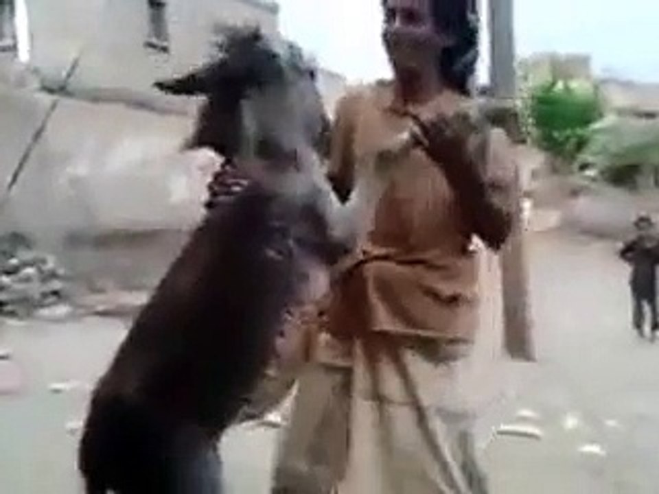 In pakistan Man Dancing with Donkey