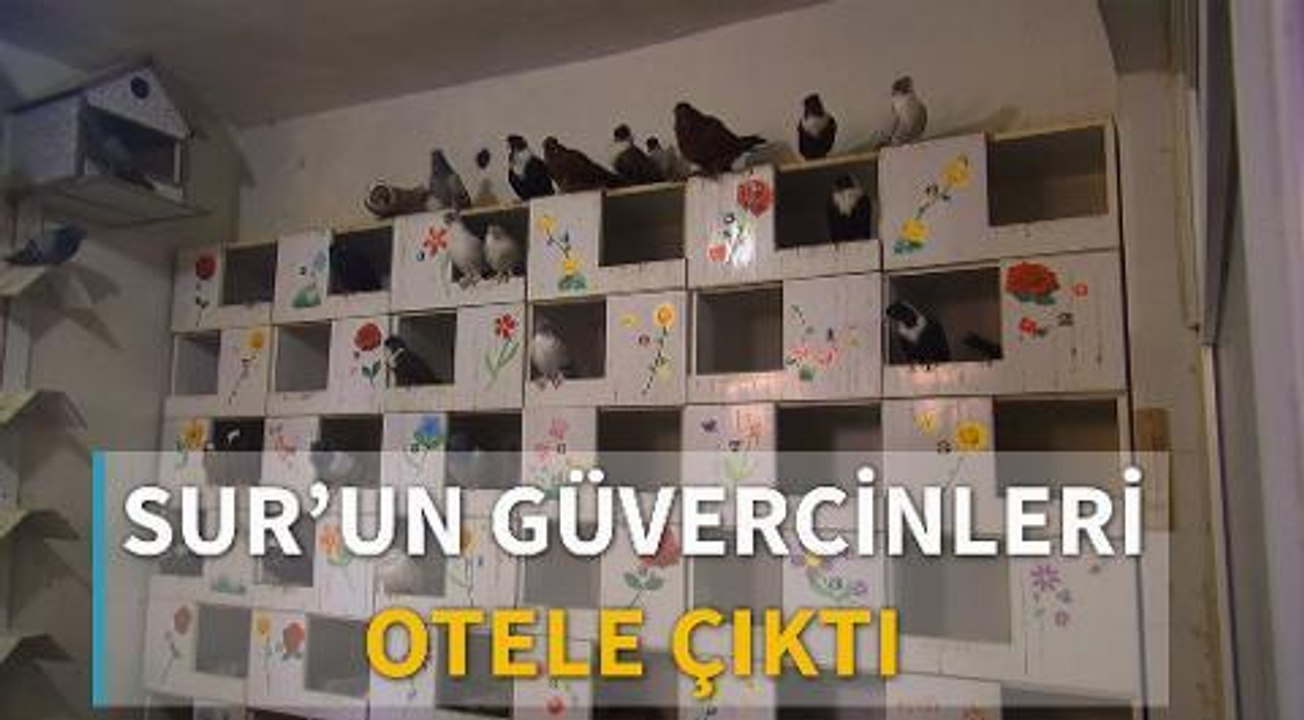 Sur'un güvercinleri otele çıktı