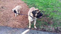 English Mastiff 