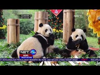 Pusat Konservasi Panda Siapkan Hadiah - NET 24