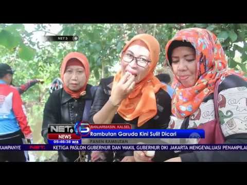 Masyarakat Antusias Sambut Panen Rambutan - NET 5