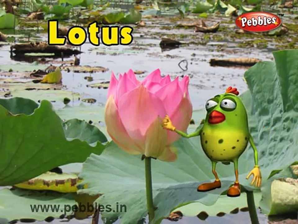 Lotus Rhyme | Flower Rhymes for Children | Nursery Rhymes for Kids | Most Popular Rhymes H