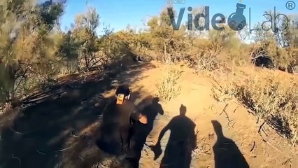 En İyi Top 5 Domuz Saldırısı  Domuzların İnsanlara Saldırdığı Anlar 2017