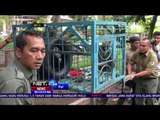 Petugas BBKSDA Amankan Seekor Anak Beruang Madu Dari Warga - NET24