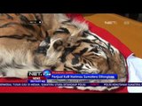 Polisi Kehutanan Sumatera Selatan Tangkap Penjual Kulit Harimau - NET24