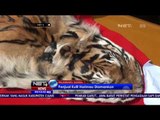 Penjual Kulit Harimau Senilai 140 Juta Rupiah Diamankan - NET5