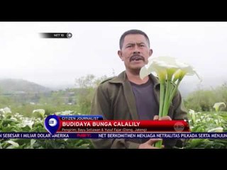 Budidaya Bunga Calalily - NET 10