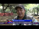 Kebun Buah Naga di Kab. Bantul Yogyakarta Diserbu Pengunjung Jelang Imlek - NET5