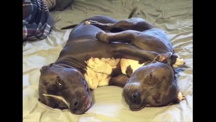 Cupid Pets | Love is in the air | Valentine special